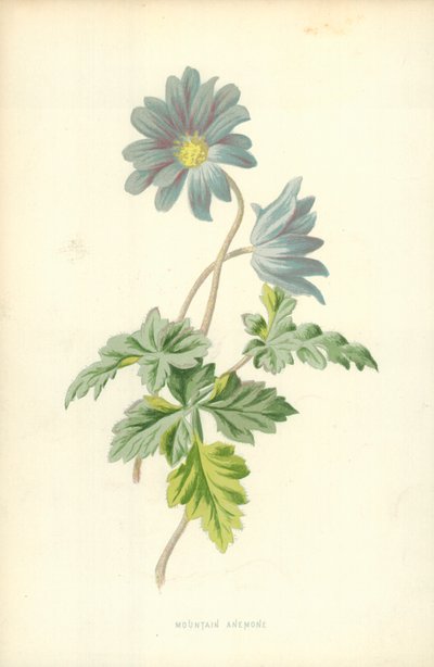 Zawilec górski autorstwa Frederick Edward Hulme
