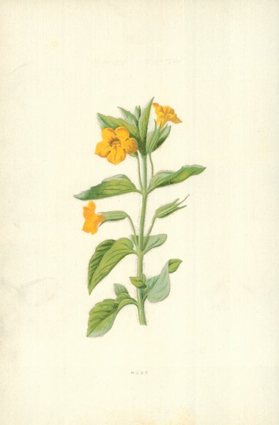 Piżmo autorstwa Frederick Edward Hulme