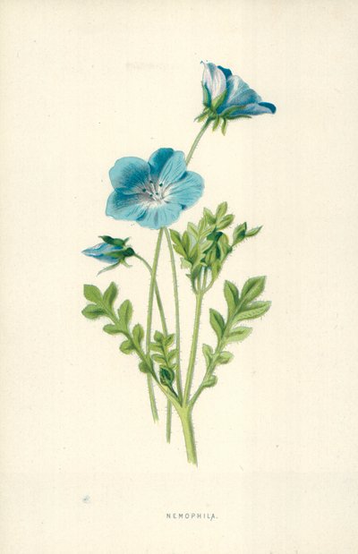 Nemofilia autorstwa Frederick Edward Hulme