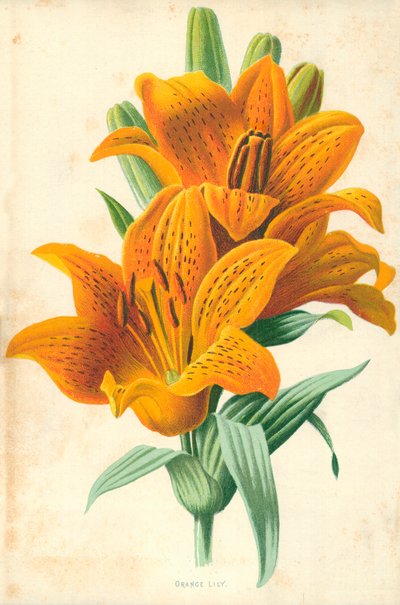 Pomarańczowa Lilia autorstwa Frederick Edward Hulme