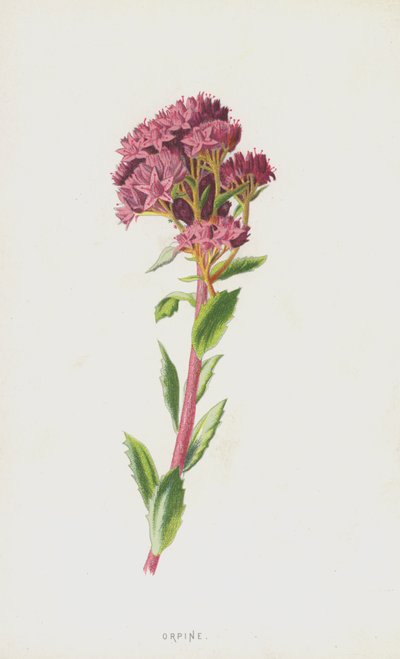Orpine (chromolitho) autorstwa Frederick Edward Hulme