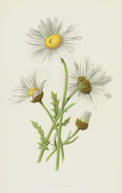 Stokrotka Wół Oko (chromolitho) autorstwa Frederick Edward Hulme
