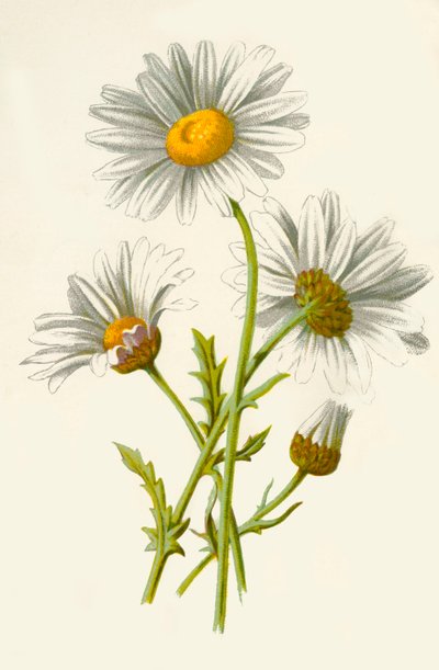 Stokrotka Wół Oko, 1877. autorstwa Frederick Edward Hulme