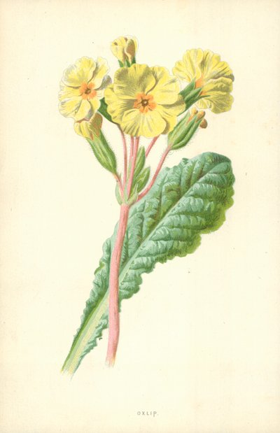 Oliwka autorstwa Frederick Edward Hulme
