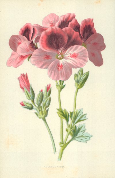 Pelargonia autorstwa Frederick Edward Hulme