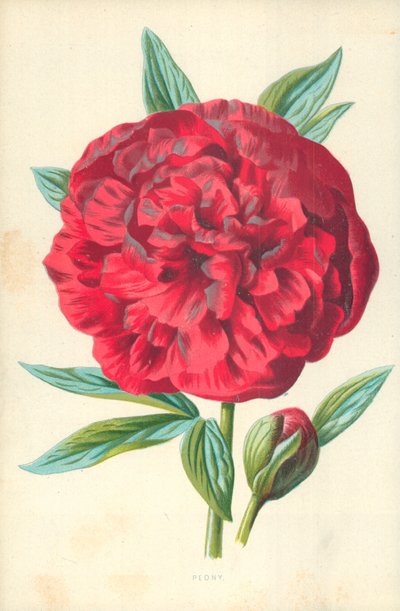 Piwonia autorstwa Frederick Edward Hulme