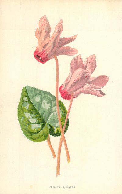 perski cyklamen autorstwa Frederick Edward Hulme