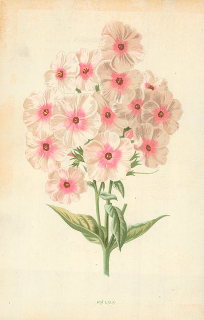 Floks autorstwa Frederick Edward Hulme