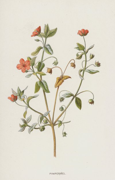 Pimpernel (chromolitho) autorstwa Frederick Edward Hulme