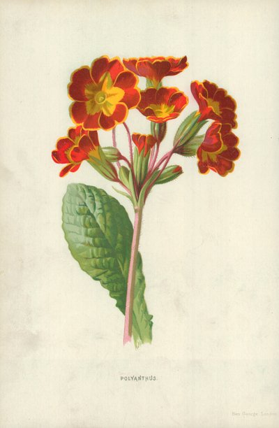 Polyanthus autorstwa Frederick Edward Hulme