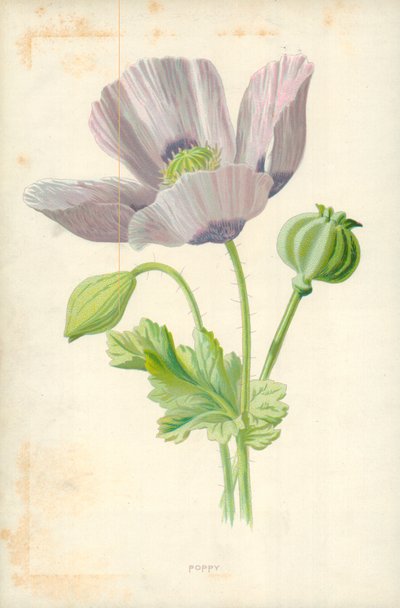 MAK autorstwa Frederick Edward Hulme