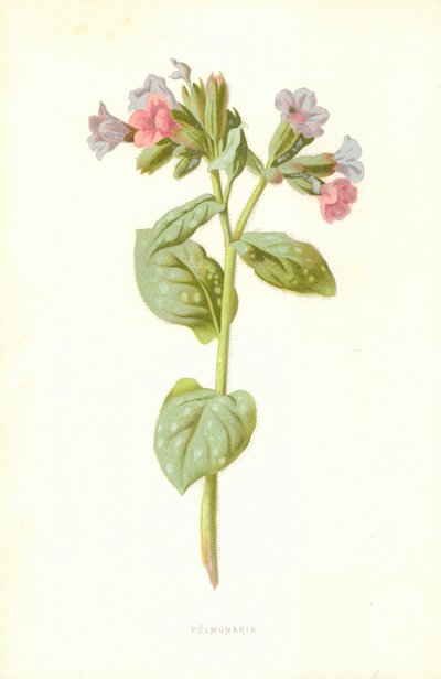 Pulmonaria autorstwa Frederick Edward Hulme