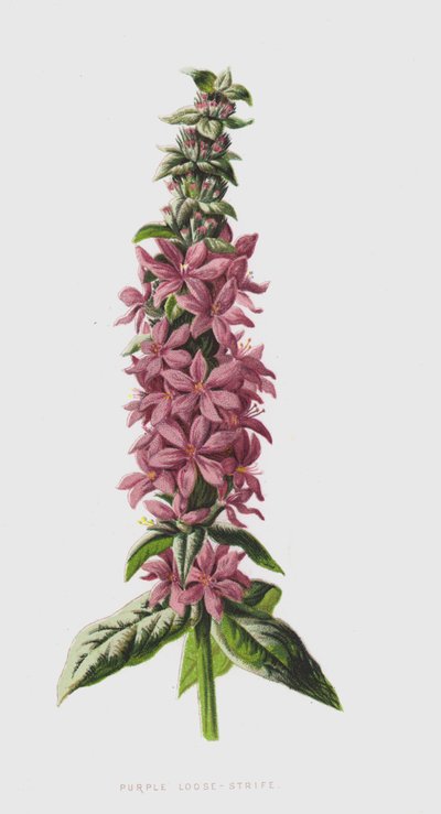 Fioletowa luźna walka (chromolitho) autorstwa Frederick Edward Hulme