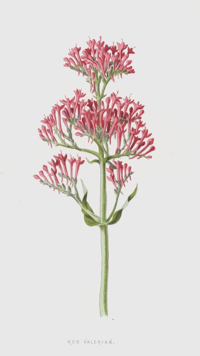 Czerwony waleriana (chromolitho) autorstwa Frederick Edward Hulme