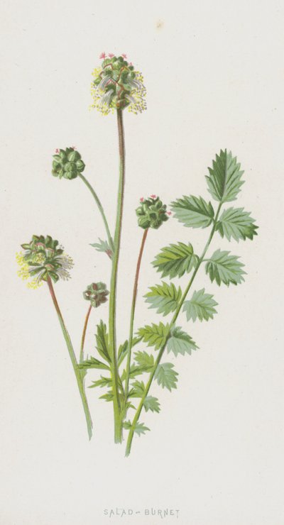 Sałatka-Burnet (chromolitho) autorstwa Frederick Edward Hulme