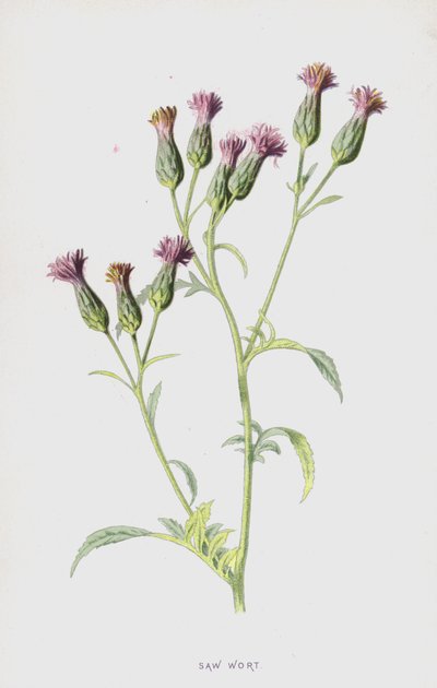 Piła brzeczki (chromolitho) autorstwa Frederick Edward Hulme