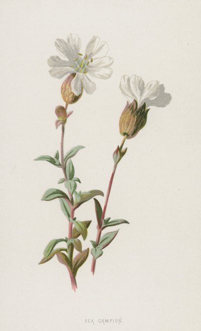 Morze Campion (chromolitho) autorstwa Frederick Edward Hulme