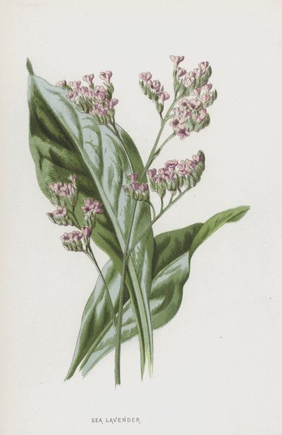 Lawenda Morska (chromolitho) autorstwa Frederick Edward Hulme