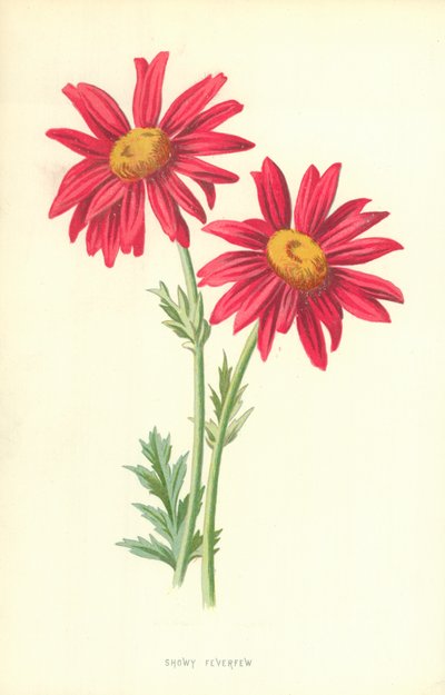 Efektowna gorączka autorstwa Frederick Edward Hulme