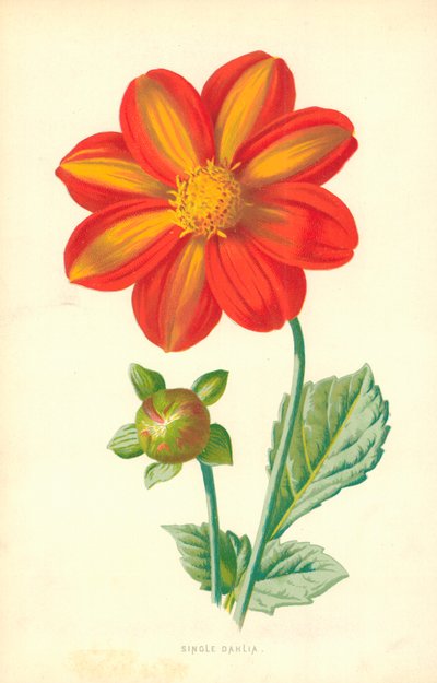 Pojedyncza dalia autorstwa Frederick Edward Hulme