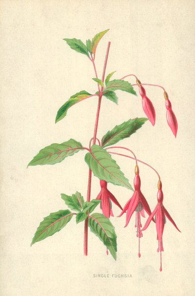 Pojedyncza fuksja autorstwa Frederick Edward Hulme