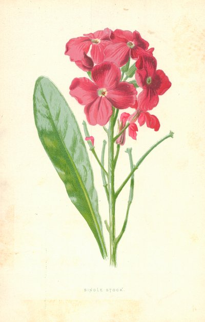Pojedynczy zapas autorstwa Frederick Edward Hulme