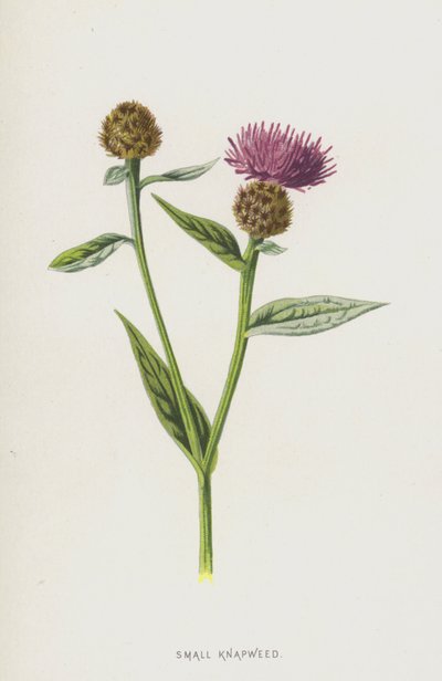 Knapweed mały (chromolitho) autorstwa Frederick Edward Hulme