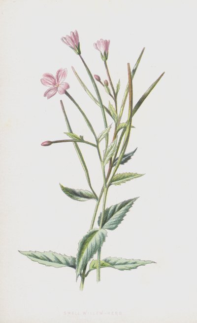 Mała Wierzba Ziele (chromolitho) autorstwa Frederick Edward Hulme