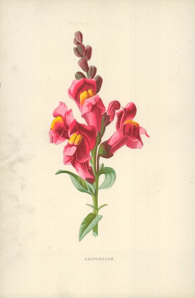 Wyżlin autorstwa Frederick Edward Hulme