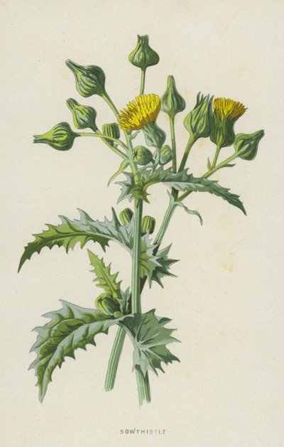 Ostrze (chromolitho) autorstwa Frederick Edward Hulme