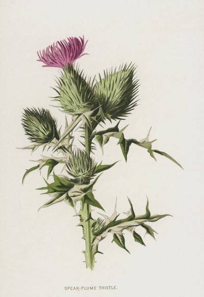Włócznia-Plume Thistle (chromolitho) autorstwa Frederick Edward Hulme