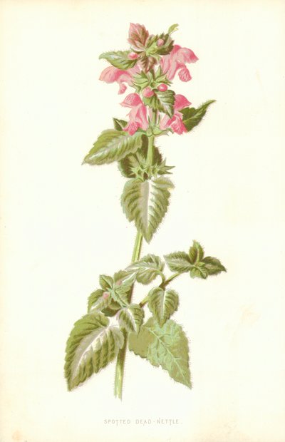 Martwa Pokrzywa Cętkowana autorstwa Frederick Edward Hulme