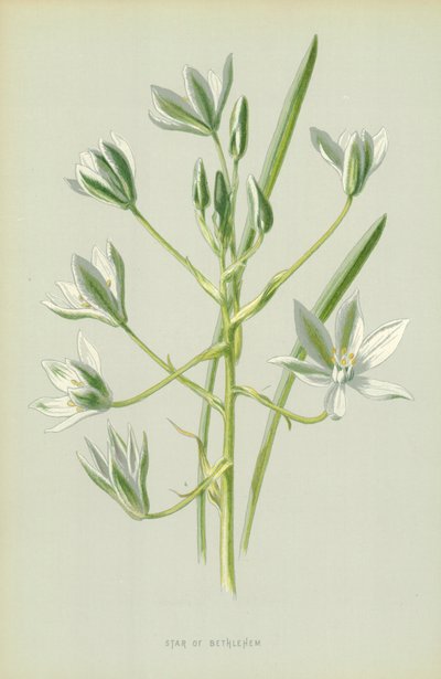 Gwiazda Betlejemska autorstwa Frederick Edward Hulme