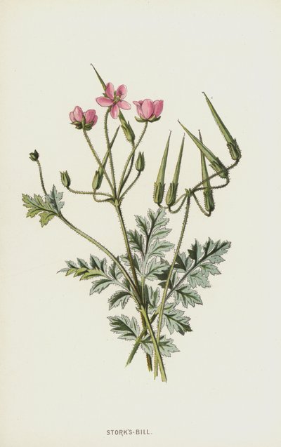 Bociany-Bill (chromolitho) autorstwa Frederick Edward Hulme