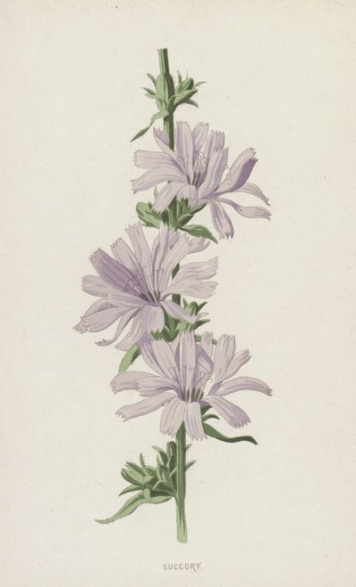 Succory (chromolitho) autorstwa Frederick Edward Hulme