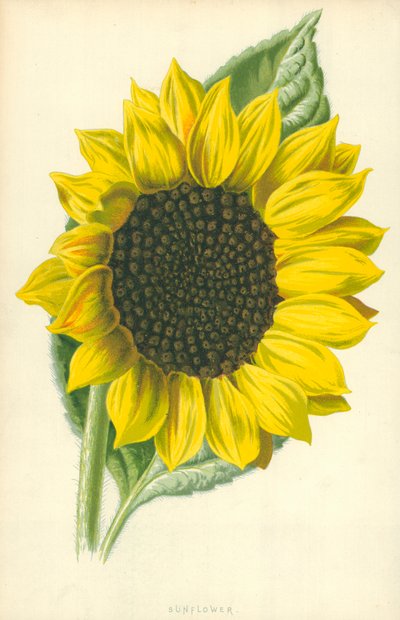 Słonecznik autorstwa Frederick Edward Hulme