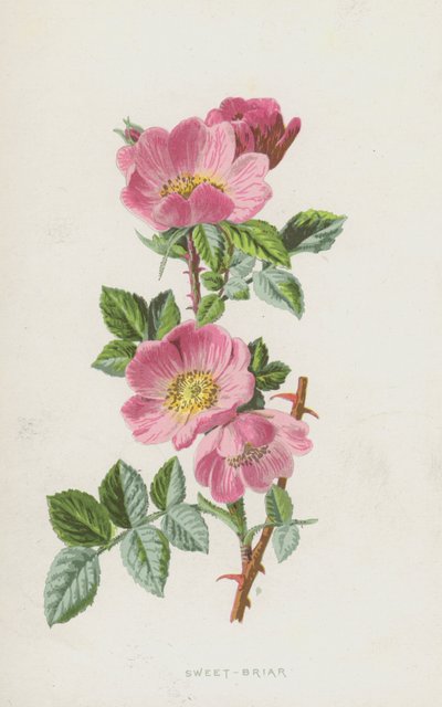 Słodki Wrzosiec (chromolitho) autorstwa Frederick Edward Hulme