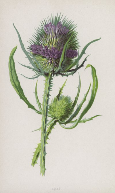Szczoteczka (chromolitho) autorstwa Frederick Edward Hulme