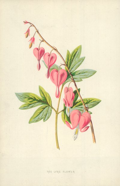 Kwiat liry autorstwa Frederick Edward Hulme