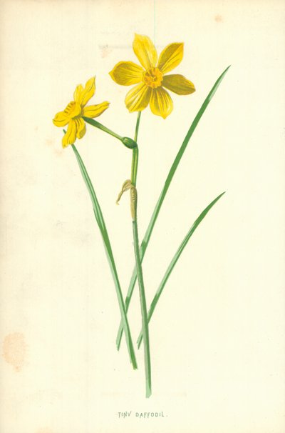 Mały żonkil autorstwa Frederick Edward Hulme