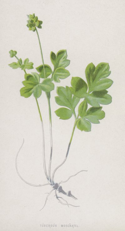Moschatel bulwiasty (chromolitho) autorstwa Frederick Edward Hulme