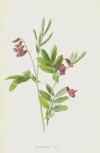Groch Bulwiasty (chromolitho) autorstwa Frederick Edward Hulme