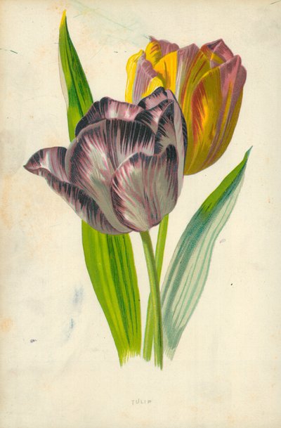 Tulipan autorstwa Frederick Edward Hulme