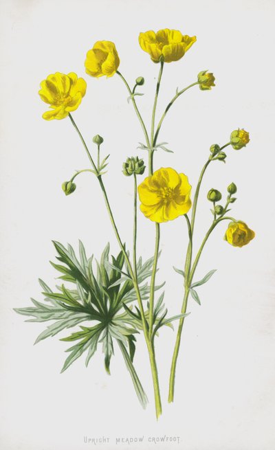 Upright Meadow Crowfoot (chromolitho) autorstwa Frederick Edward Hulme