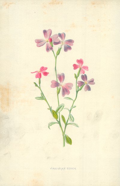 Zapasy wirginijskie autorstwa Frederick Edward Hulme