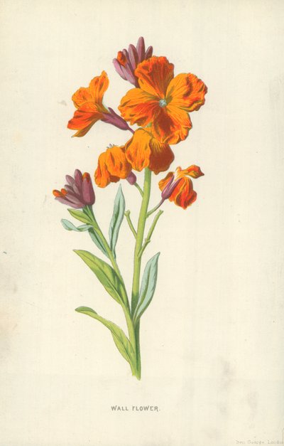 Kwiat ścienny autorstwa Frederick Edward Hulme