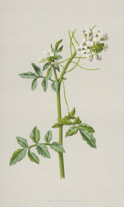 Rzeżucha wodna (chromolitho) autorstwa Frederick Edward Hulme