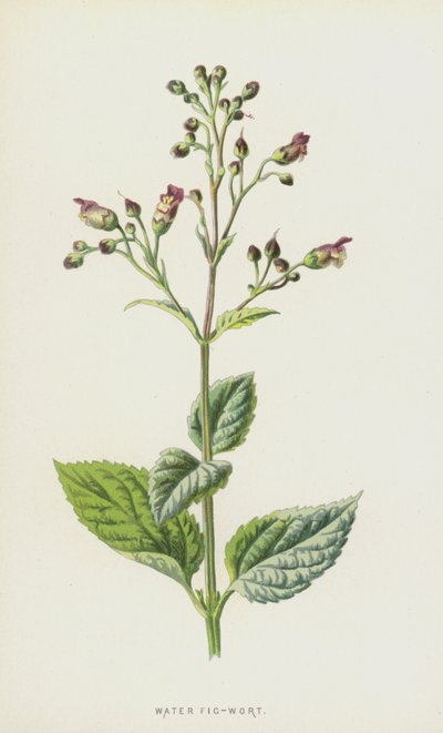 Woda figowa (chromolitho) autorstwa Frederick Edward Hulme