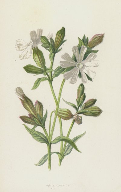 Biała Campion (chromolitho) autorstwa Frederick Edward Hulme