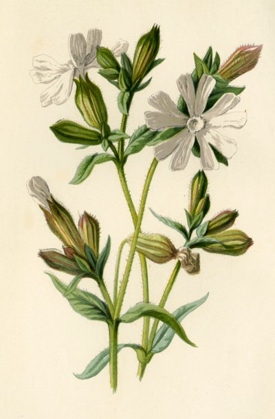 Biała Obóz, 1877. autorstwa Frederick Edward Hulme
